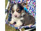 Pembroke Welsh Corgi Puppy for sale in Mount Pleasant, MI, USA