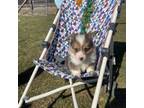 Pembroke Welsh Corgi Puppy for sale in Mount Pleasant, MI, USA