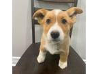 Pembroke Welsh Corgi Puppy for sale in Sedalia, MO, USA