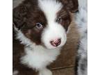 Australian Shepherd Puppy for sale in Tomball, TX, USA