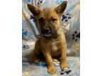 Adopt Sardine a German Shepherd Dog, Australian Cattle Dog / Blue Heeler