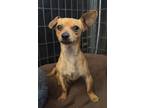 Adopt Gingerbread a Mixed Breed