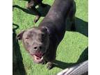 Adopt Angus - $75 Adoption Fee! Diamond Dog! a Labrador Retriever