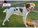 Adopt Ryder a Brittany Spaniel