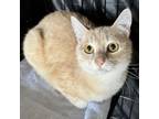 Adopt Scooby a Domestic Short Hair