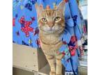 Adopt Shaggy a Domestic Short Hair