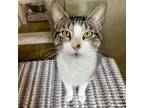 Adopt Fred a Domestic Short Hair