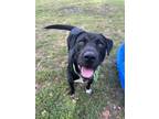 Adopt SMILEY a Labrador Retriever, Mixed Breed