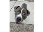 Adopt Eeyore a American Staffordshire Terrier, Mixed Breed