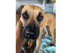 Adopt Trinket a German Shepherd Dog, Mixed Breed