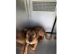 Adopt Sprocket a German Shepherd Dog, Mixed Breed