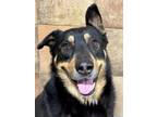 Adopt Toby a Beauceron, Mixed Breed