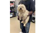 Adopt Benji Thompson a Shih Tzu, Mixed Breed