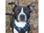 Adopt Hutcherson a Pit Bull Terrier, Mixed Breed