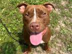 Adopt Jayden a Pit Bull Terrier, Mixed Breed