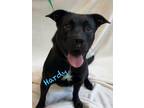 Adopt Concrete a Labrador Retriever, Pit Bull Terrier