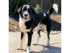 Adopt Baylor a Collie, Mixed Breed