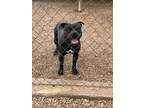 Adopt Jelly Bean a Pit Bull Terrier