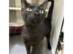 Adopt Spencer a Domestic Short Hair