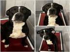 Adopt PANCHO a American Staffordshire Terrier