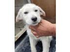 Adopt ZAPP BRANNIGAN a German Shepherd Dog, Labrador Retriever
