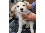 Adopt NIBBLER a German Shepherd Dog, Labrador Retriever