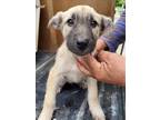 Adopt BENDER a German Shepherd Dog, Labrador Retriever