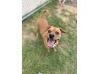 Adopt Jack a American Staffordshire Terrier, Pug