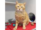 Adopt Pookie (FeLV+) a Domestic Short Hair