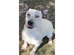 Adopt JERRY a Australian Cattle Dog / Blue Heeler, Mixed Breed