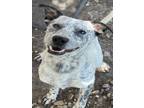 Adopt TOM a Australian Cattle Dog / Blue Heeler, Mixed Breed