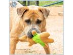 Adopt JOEL a Mastiff