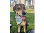 Adopt BENNY a Staffordshire Bull Terrier, Mixed Breed