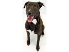 Adopt FLOYD a American Staffordshire Terrier, Mixed Breed
