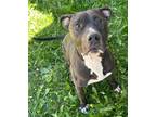 Adopt BUDDAH a American Staffordshire Terrier