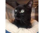 Adopt Banksy a Domestic Short Hair