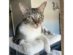 Adopt Eagle a Domestic Short Hair