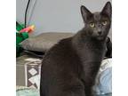 Adopt Rigatoni a Domestic Short Hair