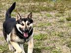 Adopt Tommy a German Shepherd Dog, Akita