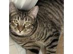 Adopt B&B: Bambi a Domestic Short Hair