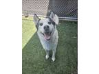 Adopt Mustard a Siberian Husky