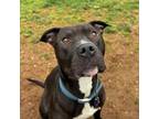 Adopt Cross a Pit Bull Terrier