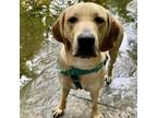 Adopt Marshall a Yellow Labrador Retriever