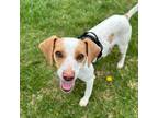 Adopt Marco a Jack Russell Terrier