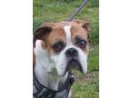 Adopt Smith a Boxer