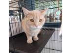 Adopt Jasper a Domestic Short Hair