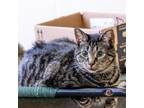 Adopt Bullwinkle a Domestic Short Hair