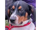 Adopt Gizmo a American Foxhound