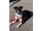 Adopt Doug a Jack Russell Terrier, Fox Terrier