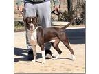 Adopt Rufus in Blackstone VA a Terrier